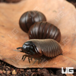 Fuzzy Pill Millipede
