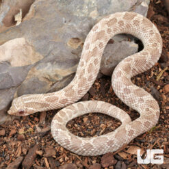 2025 Male Ghost Anaconda Western Hognose Snake #39