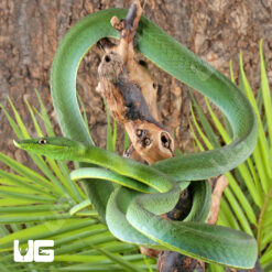 Giant Green Vine Snake