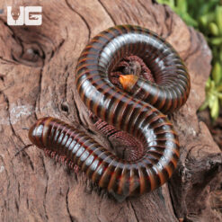Giant Tricolor Millipede