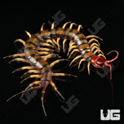 C.B. Guizhou Tiger Centipede