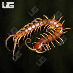 C.B. Hispaniola Red Giant Centipede