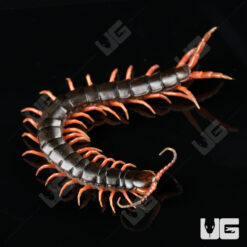 C.B. Japanese Giant Centipede