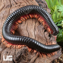 NEW! Sunset Ghost Rider Millipede
