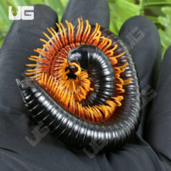 NEW! Inferno Ghost Rider Millipede