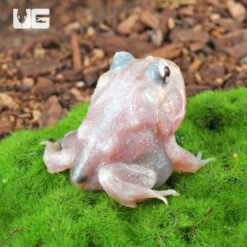 Mutant Pink Angel Pacman Frog