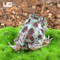 Mutant Translucent Blue Metal Pacman Frog