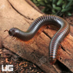 Giant Copper Banded Millipede