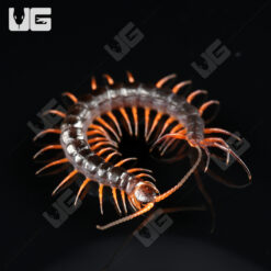 C.B. Red Dragon Centipede