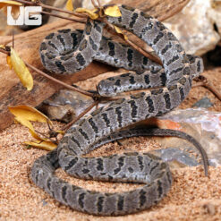 Rhombic Egg Eating Snake