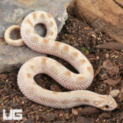 Sub-Adult Male Caramel Anaconda Western Hognose Snake #38