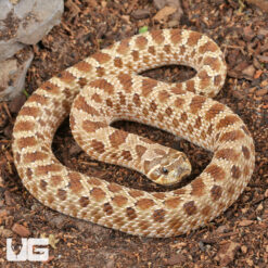 Sub-Adult Female Normal Poss Het Toffee Swiss Western Hognose Snake #58