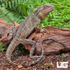 Two-Marked Forest Dragon