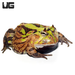 Adult Bi-Color Suriname Horned Frog