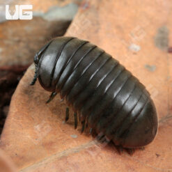 Fuzzy Black Pill Millipede