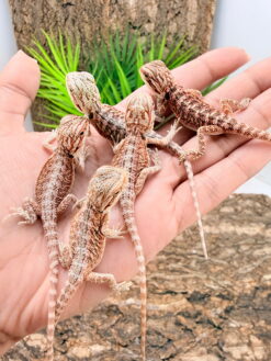 Bearded Dragons - Mix & Match (3 - 4")