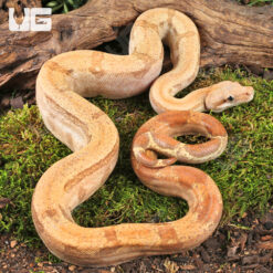 Male Burke T+ Fire Boa