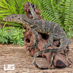 Asian Water Monitor