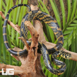 C.B. Baby Nicaraguan Tiger Ratsnake