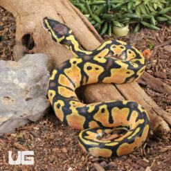 Baby Pastel Ball Python