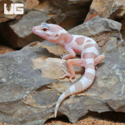 Baby Albino Chocolate Leopard Gecko
