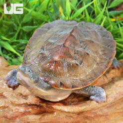 Branderhorst's Snapping Turtle