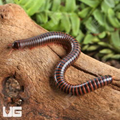 Chocolate Spike Tail Millipede