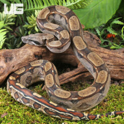 Female Roswell Ladder Tail Poss Het Albino Boa
