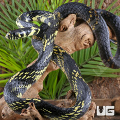 Guyana Tiger Ratsnake
