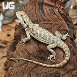 Baby Hypo Leatherback Bearded Dragon (4 - 5")