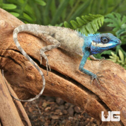 Indo Chinese Blue Crested Lizard