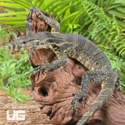Juvenile Javan Water Monitor