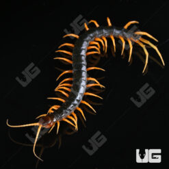 Juvenile Orange Leg Mt Merapi Centipede