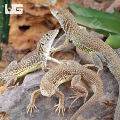 Olivier's Sand Lizard