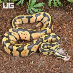 Baby Pastel Vanilla Ball Python