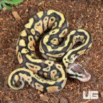Baby Pastel Yellowbelly Ball Python