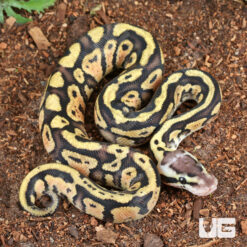 Baby Male Pastel Yellowbelly Ball Python