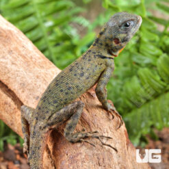 Plica Umbra Lizard
