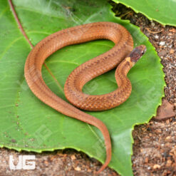 Red Bellied Snake