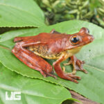 Rosenberg's Tree Frog