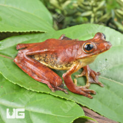 Rosenberg's Tree Frog