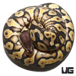 Baby Male Pastel Yellowbelly Ball Python