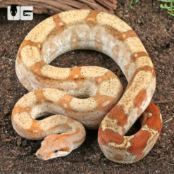 T+ Sunglow Fire Boa