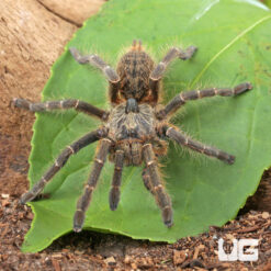 Rear Horn Baboon Tarantula (2 - 3'')