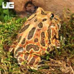 Adult Coffee Pacman Frog