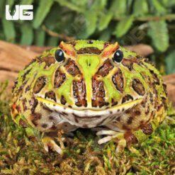 Adult Green Pacman Frog