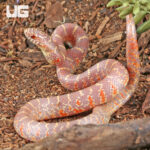 Baby Albino Hypo Florida Kingsnake