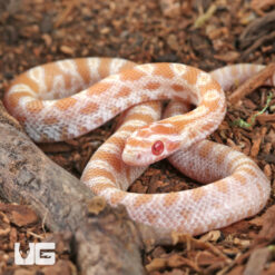 Baby Amel Butter Cornsnake