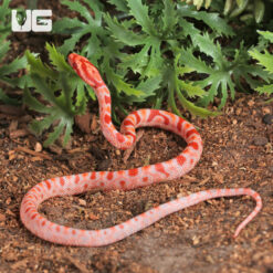 Baby Amel Extreme Reverse Okeetee Cornsnake