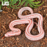 Baby Amel Miami Tessera Cornsnake